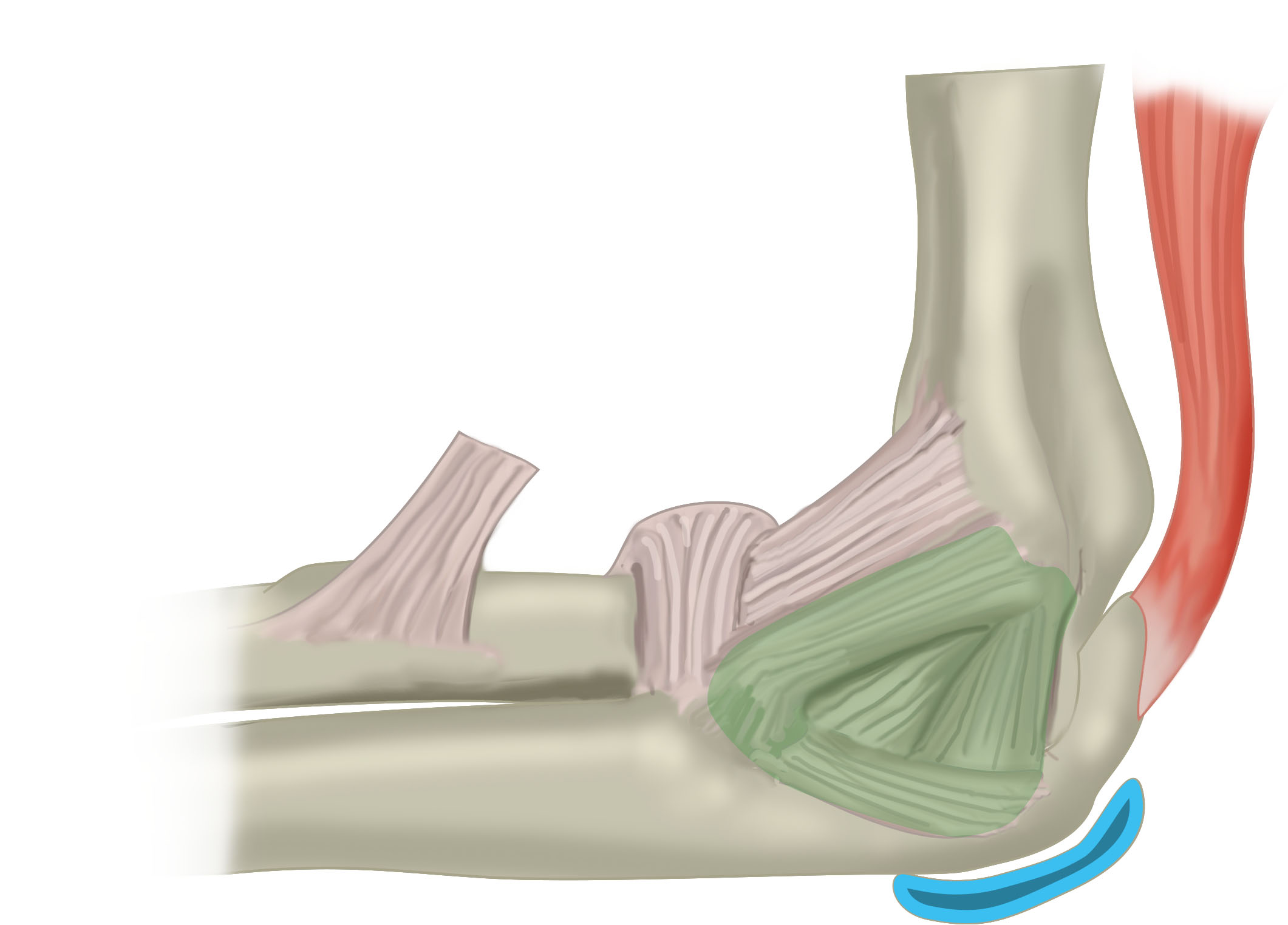 Slagter Drawing Ligaments Of Elbow Medial View No Labels AnatomyTOOL